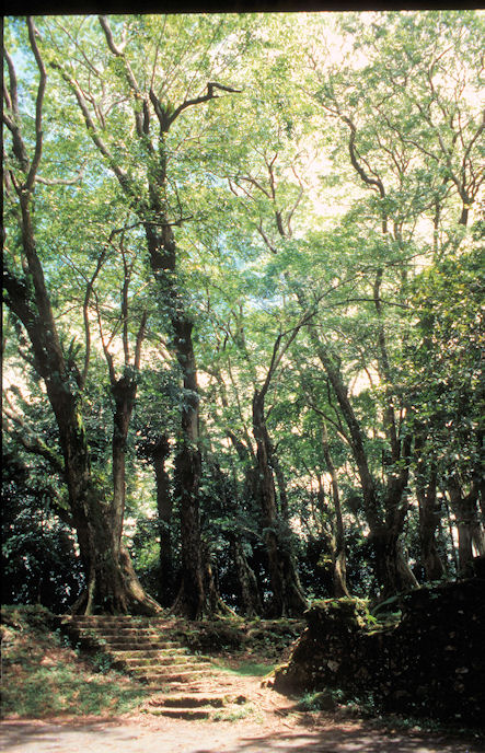 Seychellen 1999-055.jpg